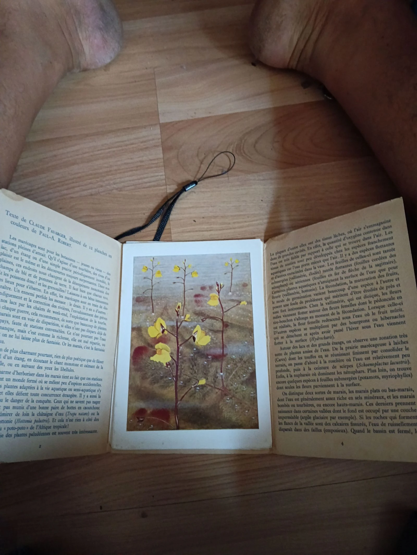 12 fichas flores dos pântanos – photo 2